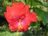 Red Hibiscus